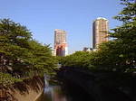 新緑溢れる神田川